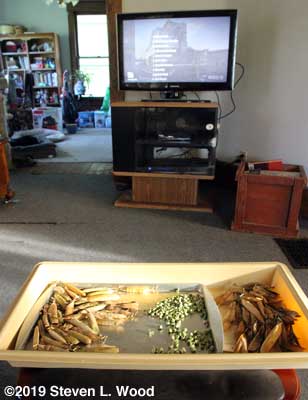 Shelling seed peas while watching PBS Newshour
