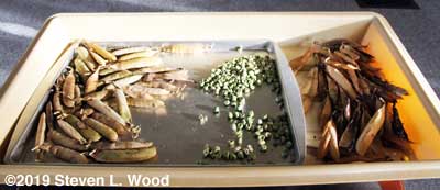 Plant trays serve multiple uses