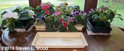Gloxinias with empty tray (for cats)