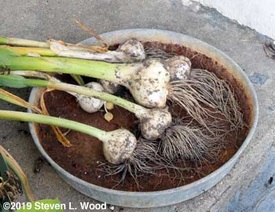 Test dig of six garlics