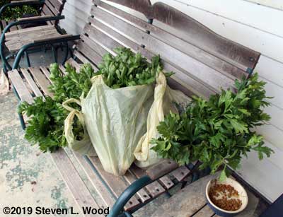 Celery bagged to go to the food bank