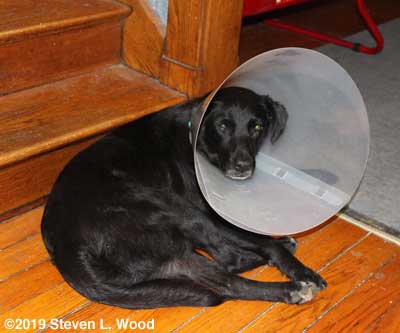 Pepper wearing the "collar of shame"