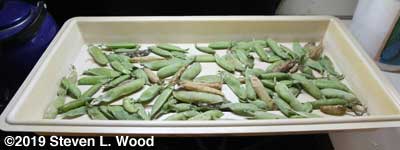 Some very green Encore pea pods drying in tray