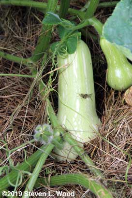 Immature butternut squash