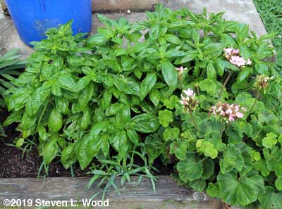 Basil before being cut for drying