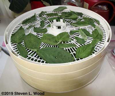 Drying basil in food dehydrator