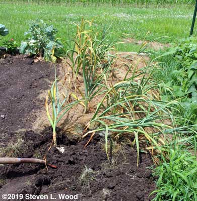 Digging garlic