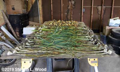 Garlic and onions on curing table
