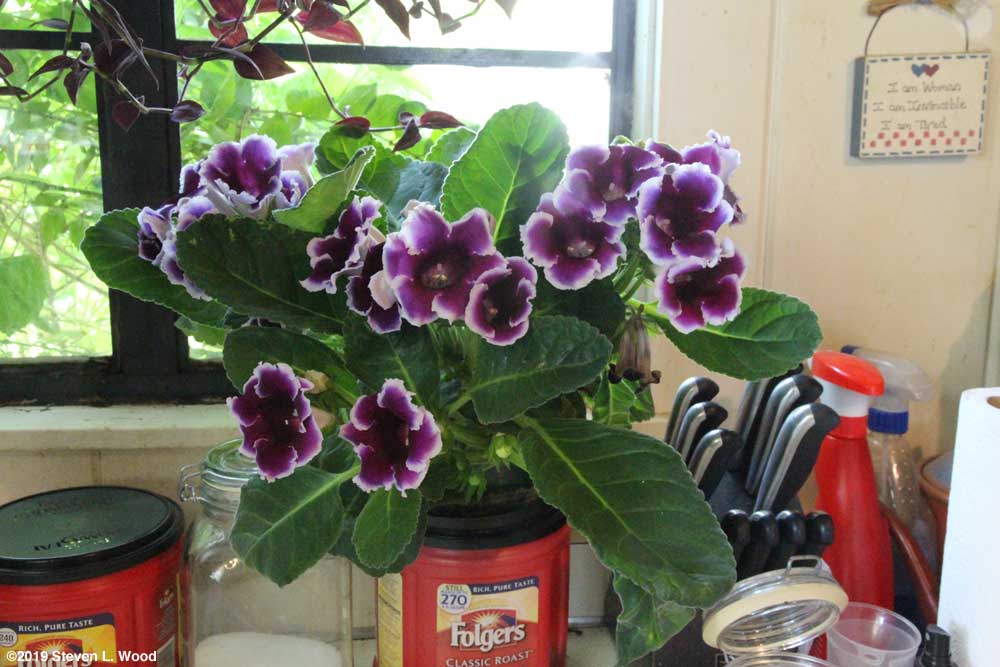 Lovely gloxinia with purple blooms with white tips