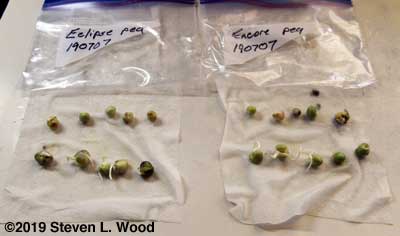 Pea germination tests