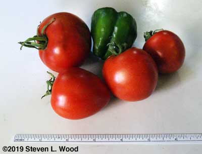 First tomatoes