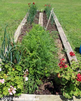 Spring carrots ready to dig