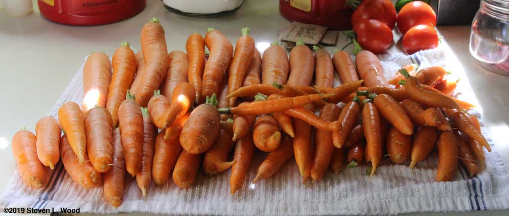 Carrots trimmed and cleaned