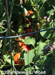 Tomatoes almost ripe