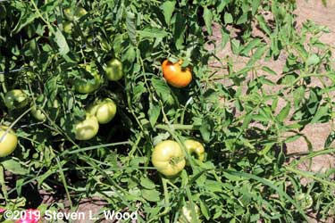 More tomatoes showing red