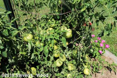 Lots of tomatoes coming
