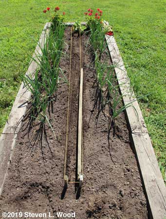 Rows strung, making furrows with one inch lumber