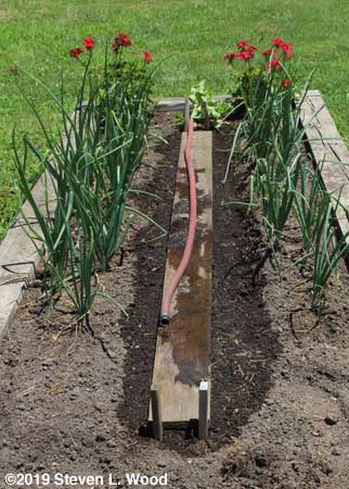 Walking board down to hold in soil moisture and suppress weeds
