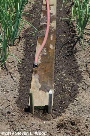 Hose from rain barrel beginning to dribble water on planting