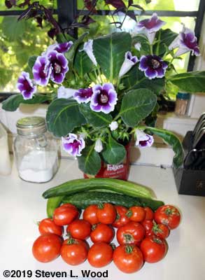 Gloxinia, cucumbers, and tomatoes