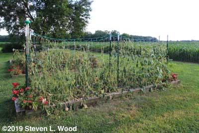 Dead cucumber vines