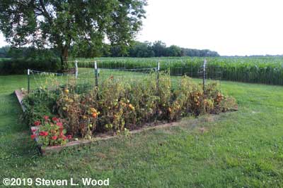 Dead tomato plants