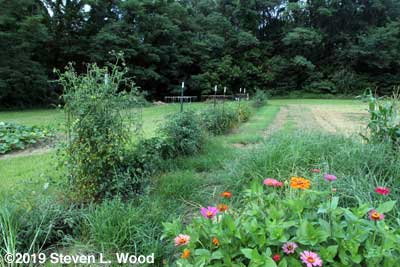Fairly healthy tomato plants in East Garden