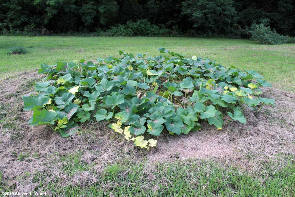 Damaged butternut squash vines