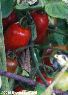 Red Pearl grape tomatoes
