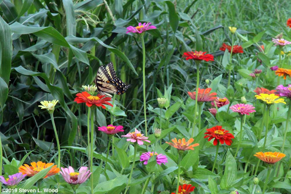 Butterfly on zinnias