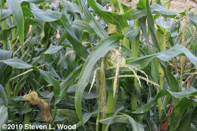 Corn tasseling and putting on ears