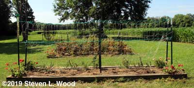 Dead vines cleared and trellis raised on one side