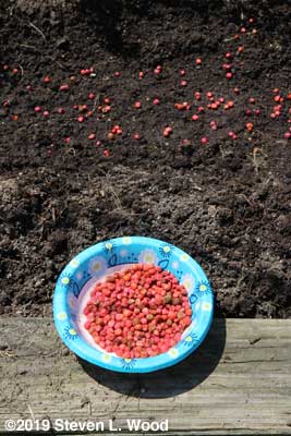 Peas seeded heavily in wide row