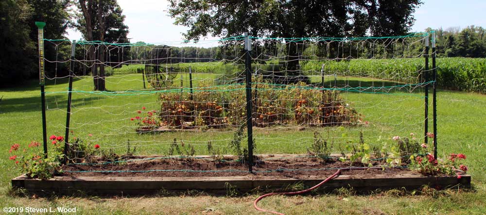Finished seeding of peas and transplanting of cucumbers