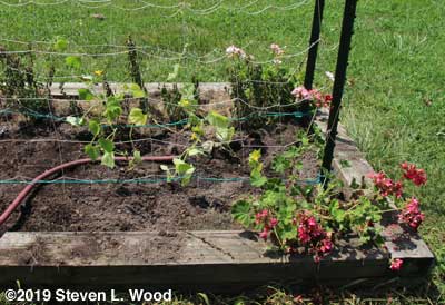 Watering soil around cukes from rain barrel