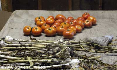 Tomatoes on curing table