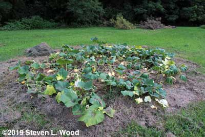 Butternut squash vines