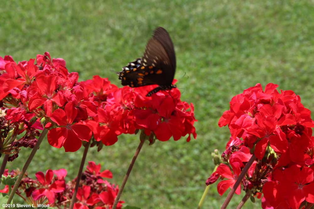 Butterfly on geranium bloom