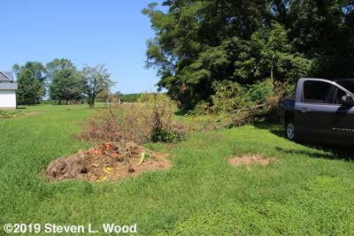 Tree down in East Garden, compost pile