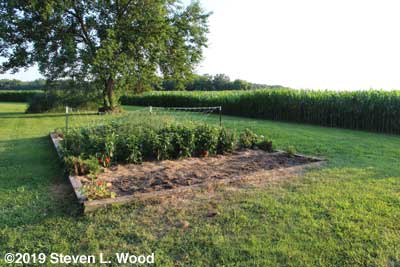 Tomato plants, cages, mulch, and T-posts removed