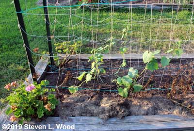 July transplanted cucumbers