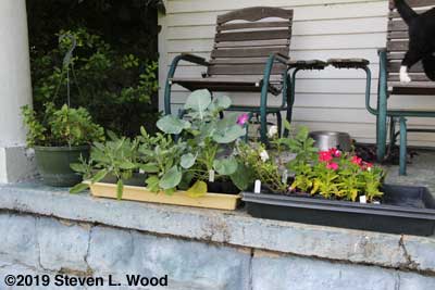 Broccoli and other transplants on porch