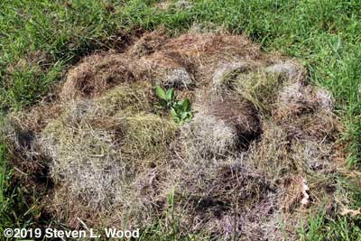Sage transplanted and mulched