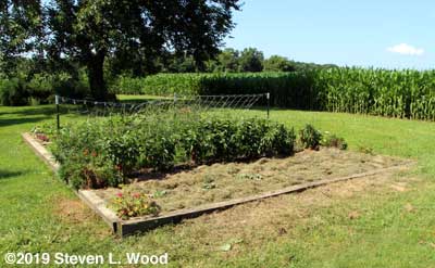 Broccoli transplanted