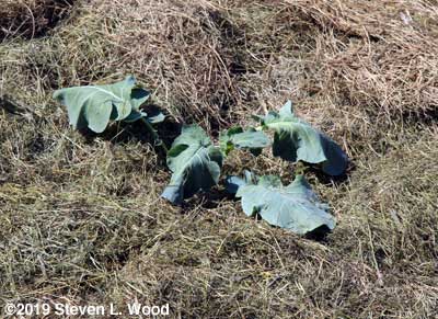 Heat stress - transplanting shock?
