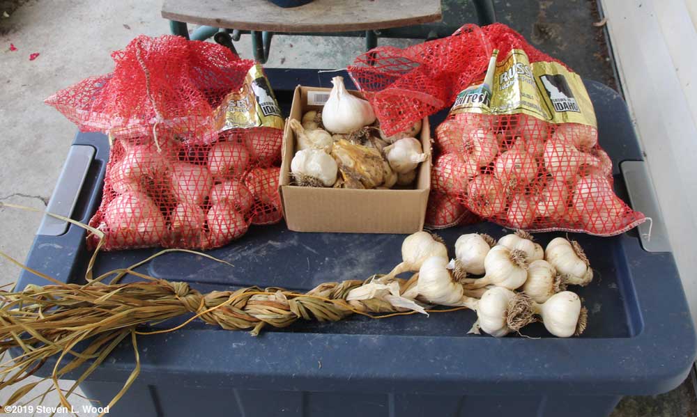 Bagged, braided, and culled garlic