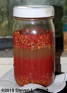 Tomato seed fermenting in jar