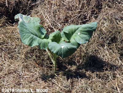 At least one broccoli survived my hamhanded transplanting