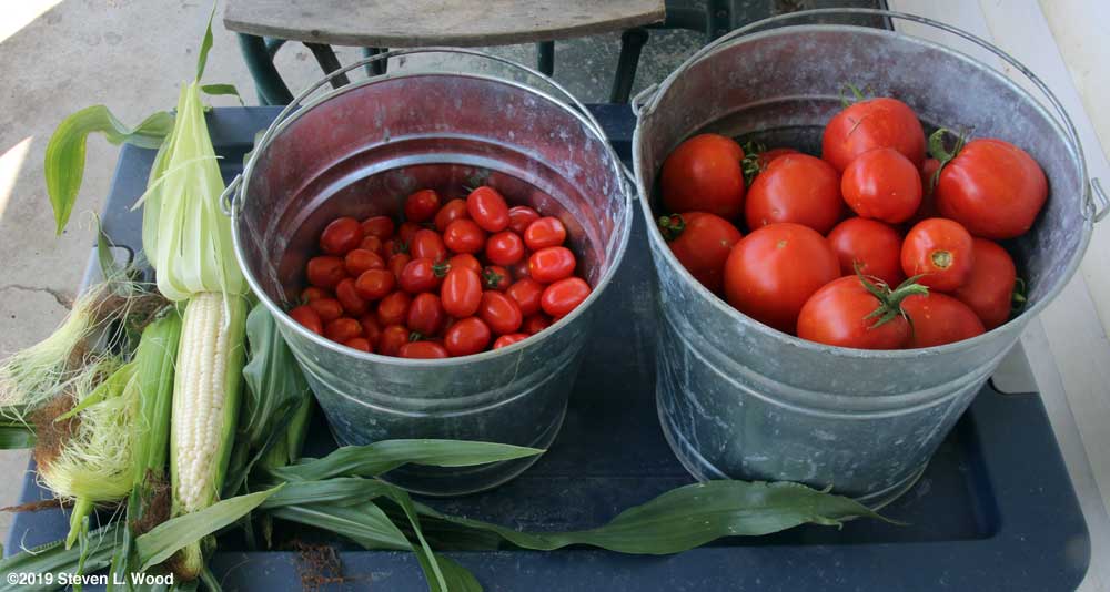 Silver Queen corn and tomatoes