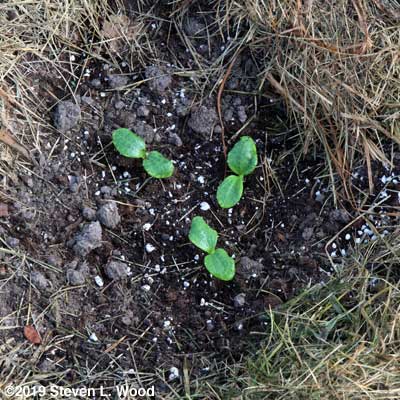 Slick Pik yellow squash emerging